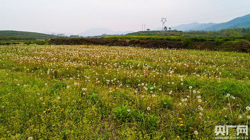 江西湖口 发展中药材产业富民强镇