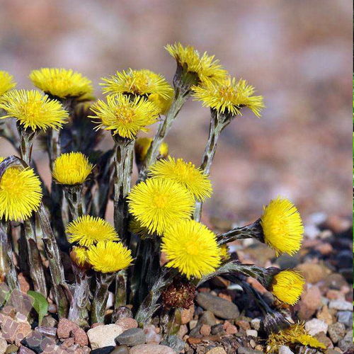 甘肃特产野生款冬花 艾冬花 九九花蜂斗菜非蜜灸干中药材冬花包邮