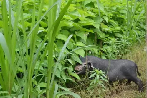 蛋白桑 猪肉中的劳斯莱斯 桑草香猪