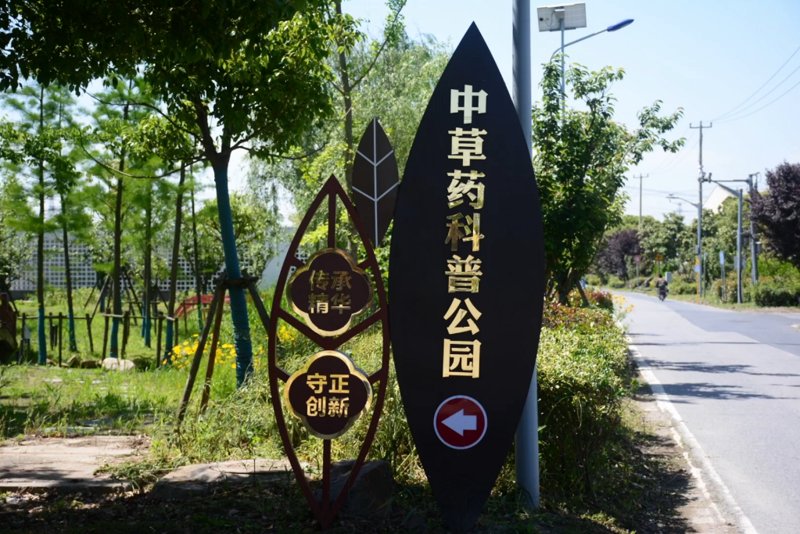 中草药科普:引领养生新风尚
